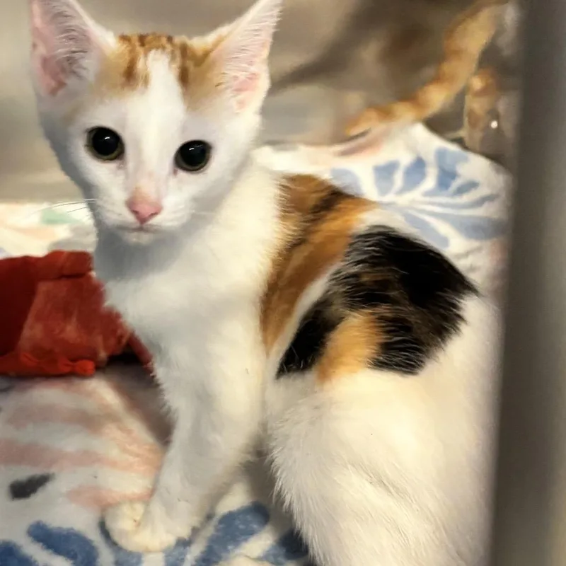 A baby small-sized female Calico Domestic Short Hair cat named Taco for adoption in Belleville, IL