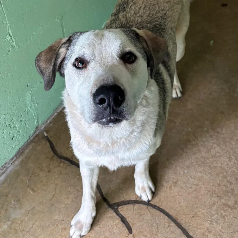 A young large-sized female Gray / Blue / Silver Great Pyrenees dog named Sophie for adoption in Franklin, NC