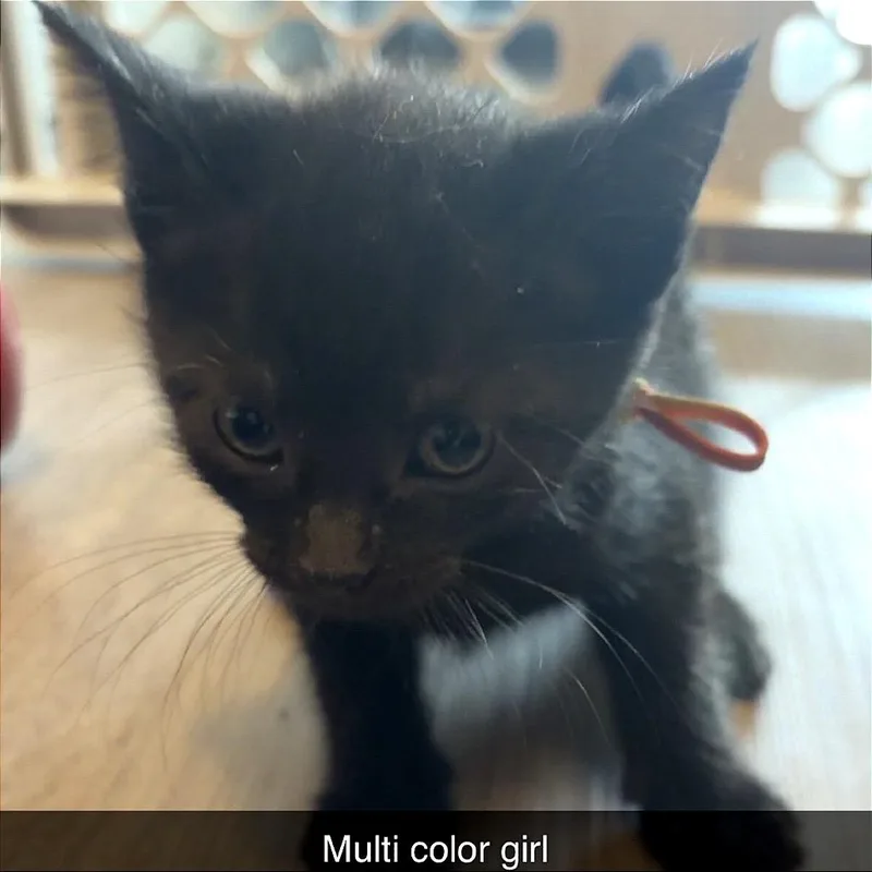 A baby small-sized female Black Domestic Short Hair cat named Persephone for adoption in Monroe, MI