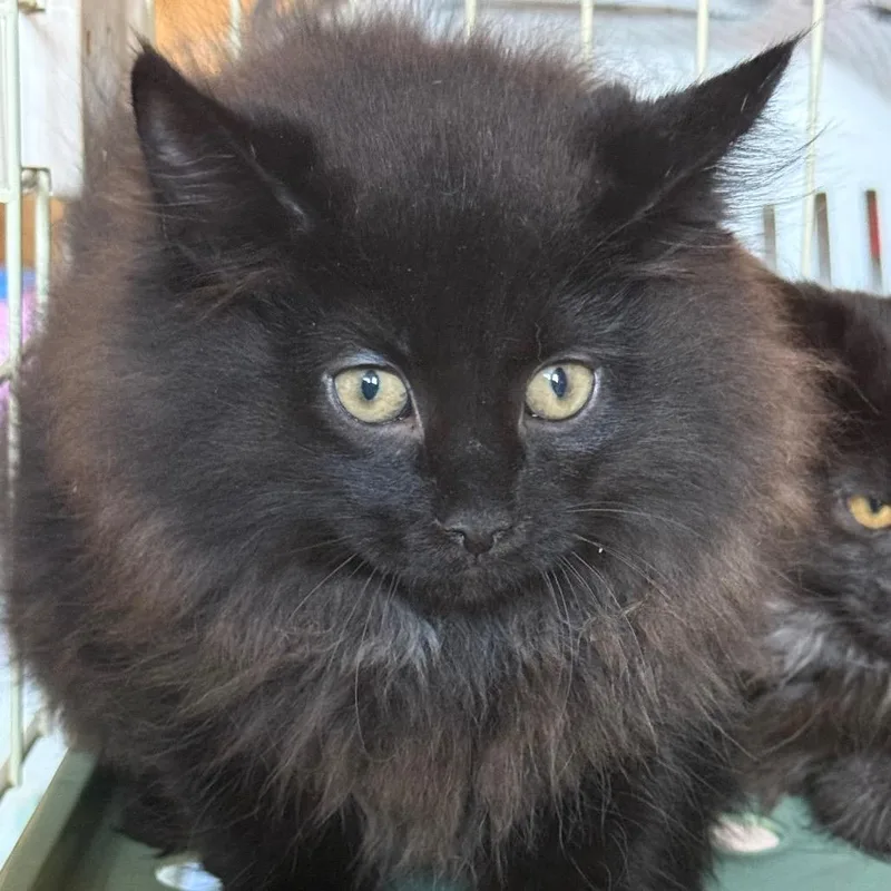 A baby small-sized male Black Domestic Long Hair cat named Ozzy Fuzzbutt for adoption in Lancaster, OH