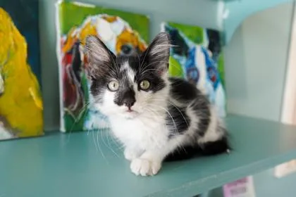 A baby small-sized male Domestic Long Hair cat named Root Beer for adoption in San Antonio, TX