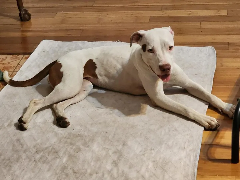 A young medium-sized female White / Cream Mixed Breed dog named Maya for adoption in Ocala, FL