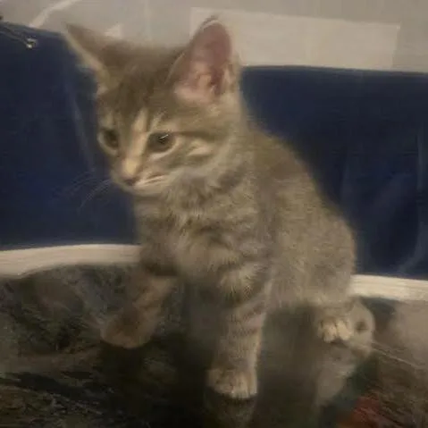 A baby small-sized female Gray / Blue / Silver Domestic Short Hair cat named Munchkin for adoption in Staten Island, NY
