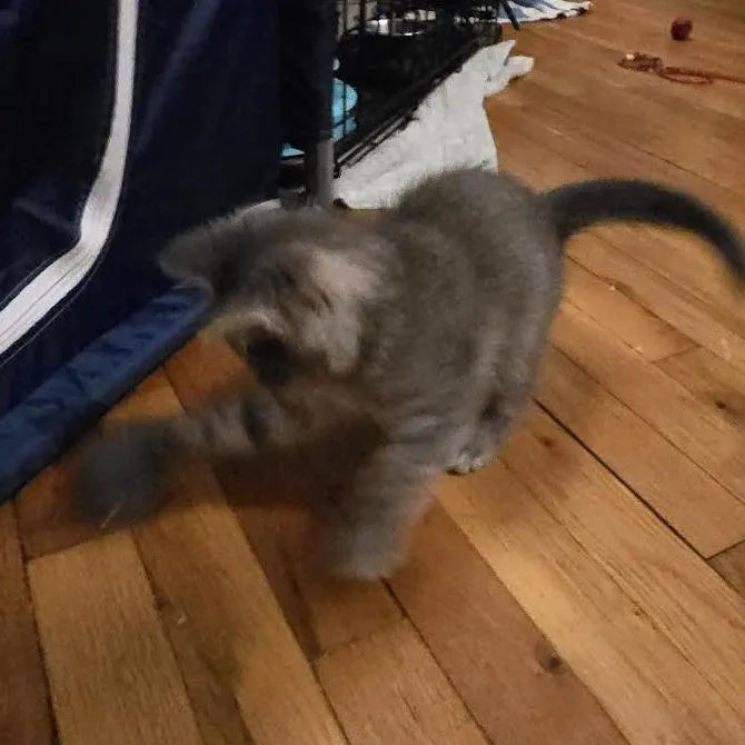 Munchkin thumbnail 2