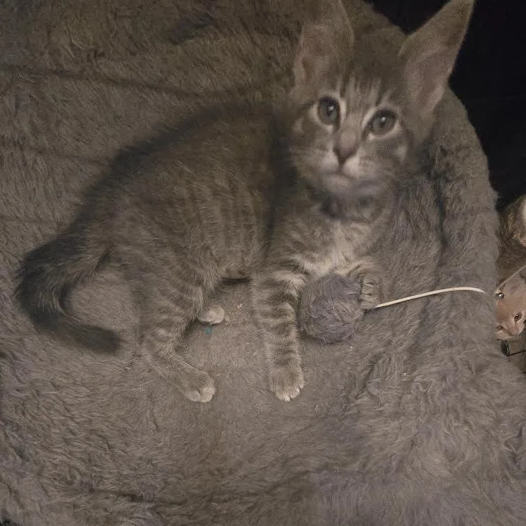 Munchkin thumbnail 3