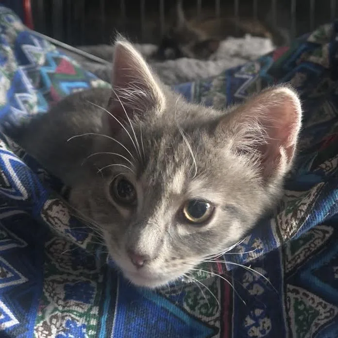 Munchkin thumbnail 4