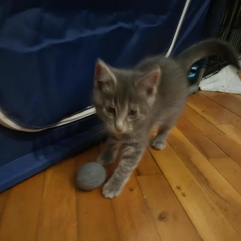 Munchkin thumbnail 5