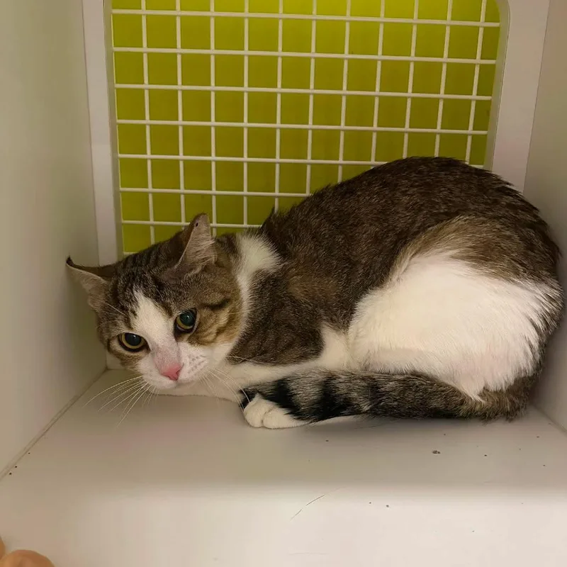 An adult small-sized male Brown / Chocolate Domestic Short Hair cat named Mr. Noodle for adoption in Eagle Mountain, UT