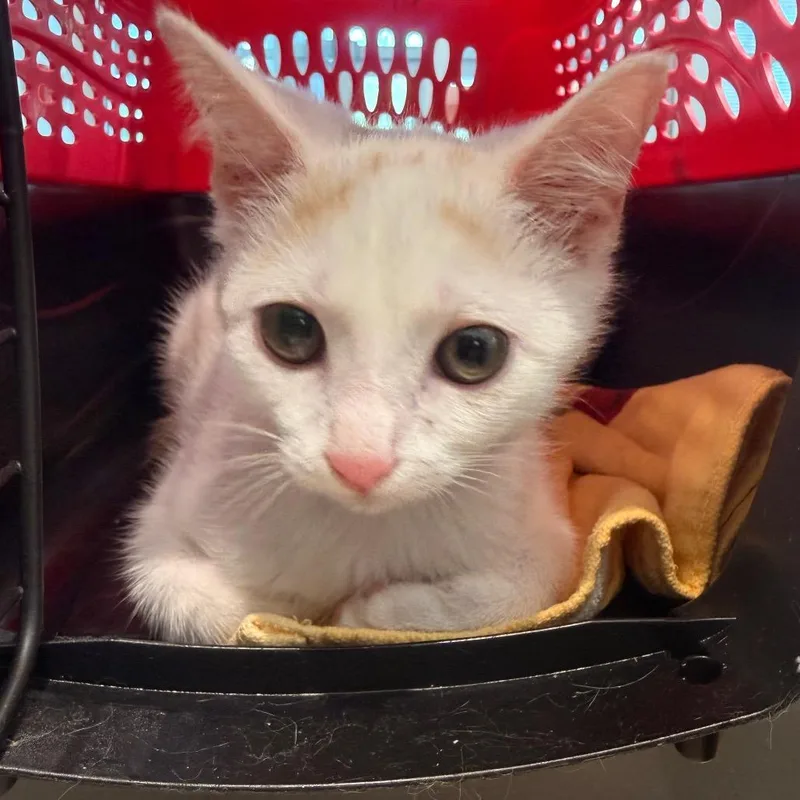 A baby small-sized female White Domestic Short Hair cat named Tortilla for adoption in Chattanooga, TN