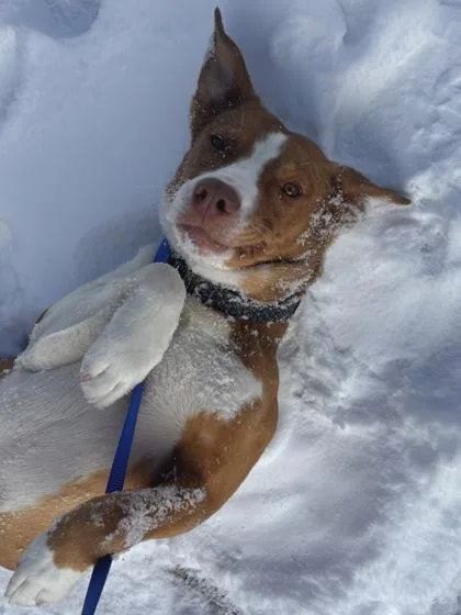A young medium-sized female Mixed Breed dog named Ether for adoption in Knoxville, TN