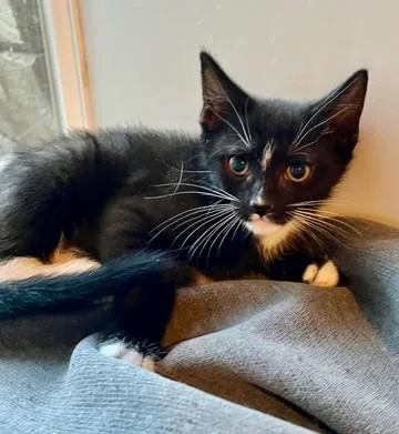 A baby small-sized female Domestic Short Hair cat named Paisley for adoption in Denver, CO