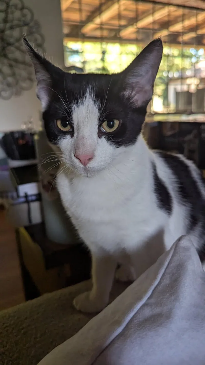 A baby medium-sized male Black & White / Tuxedo Domestic Short Hair cat named Titan for adoption in San Jose, CA