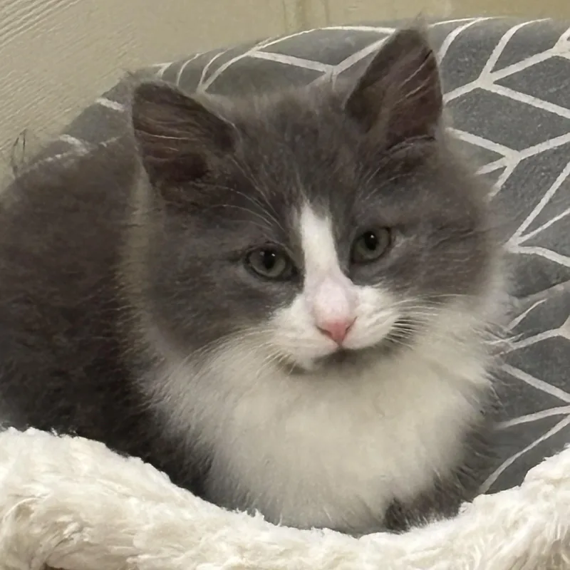 A baby medium-sized female Gray & White Domestic Long Hair cat named Juicy Love Dion for adoption in Lemoyne, PA
