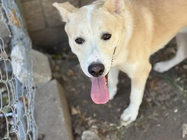 A young large-sized male German Shepherd Dog dog named Footloose for adoption in Tulsa, OK