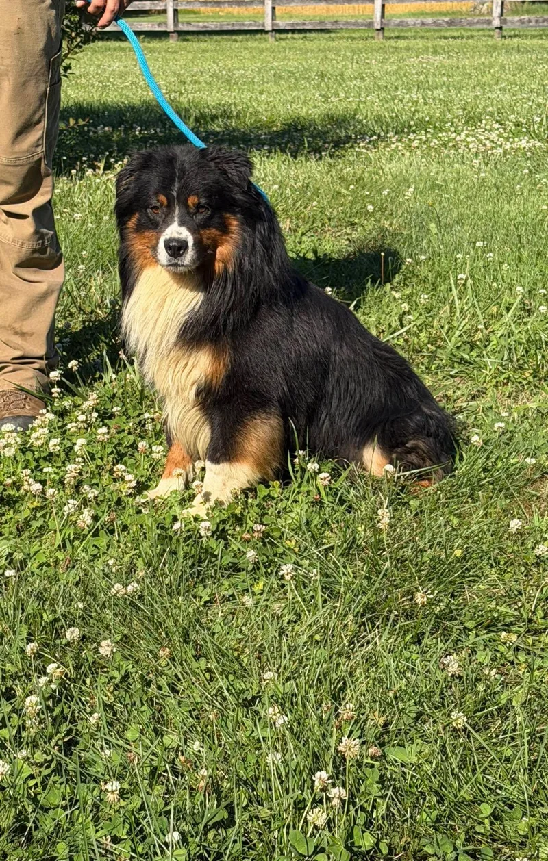 An adult medium-sized male Tricolor (Brown, Black, & White) Bernese Mountain Dog dog named Auggie for adoption in Chesapeake City, MD