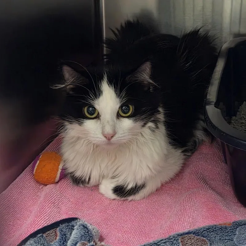 An adult medium-sized female Black Domestic Short Hair cat named Angel for adoption in Hinsdale, IL