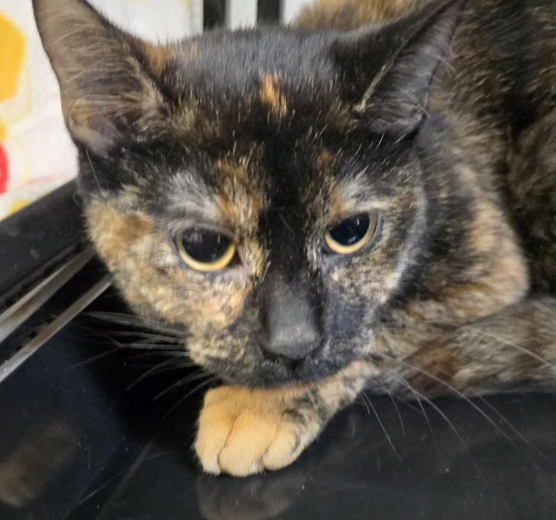 An adult medium-sized female Domestic Short Hair cat named Miso for adoption in Southbury, CT