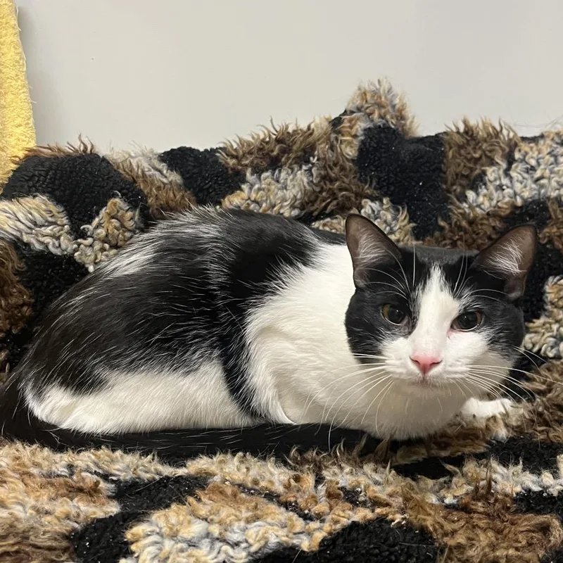 A young large-sized female White Domestic Short Hair cat named Check for adoption in East Hampton, NY