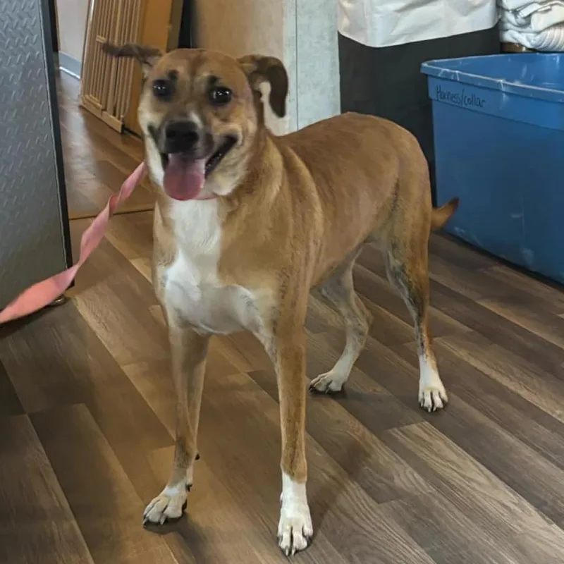 Niabi Jc thumbnail 3