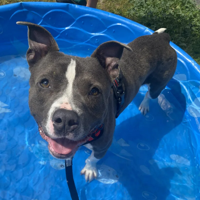 An adult medium-sized male Gray / Blue / Silver Pit Bull Terrier dog named Bambam for adoption in Allegan, MI