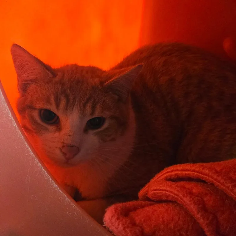 A young medium-sized male Orange / Red Domestic Short Hair cat named Metallica for adoption in Waukesha, WI