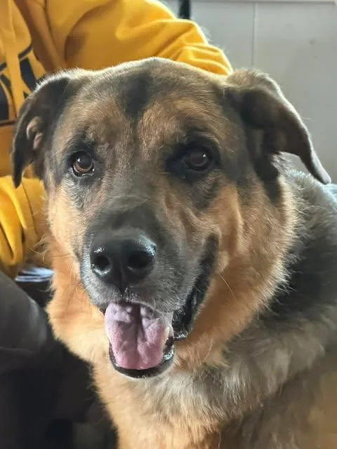 Harley
