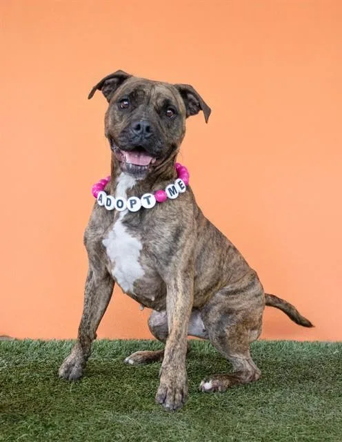 An adult large-sized female Boxer dog named Tiga for adoption in Miami, FL