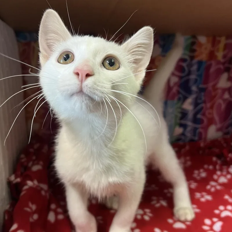 A baby small-sized male White Domestic Short Hair cat named Lemonade for adoption in Naples, FL