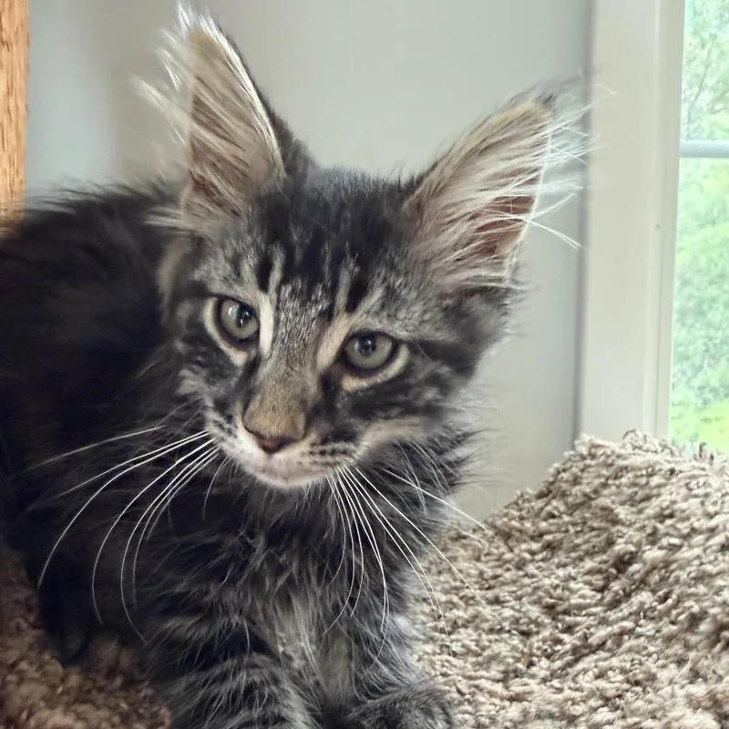 Wild Floofer