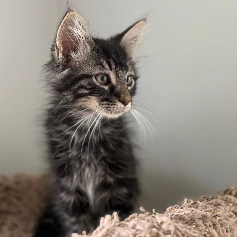 Wild Floofer thumbnail 2