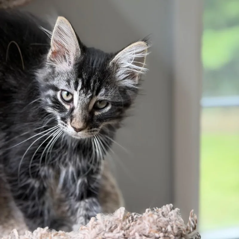 Wild Floofer thumbnail 3