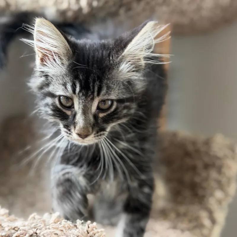 Wild Floofer thumbnail 4