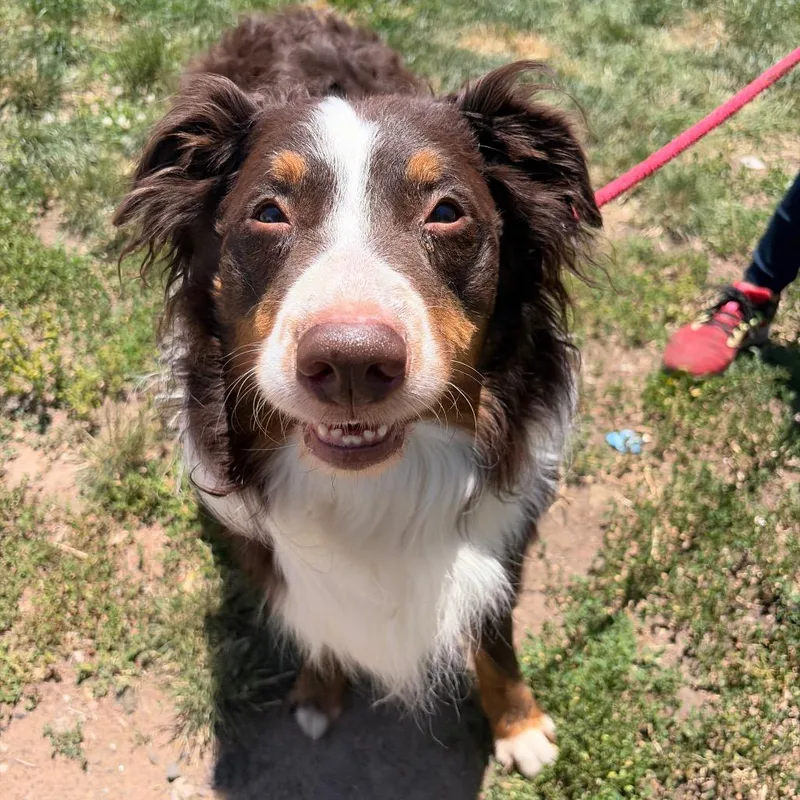 An adult large-sized male Brown / Chocolate Australian Shepherd dog named Sam for adoption in Newark, NJ