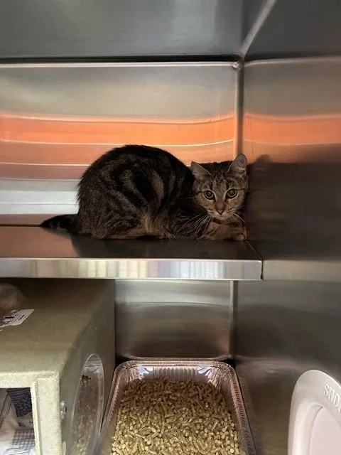 A young medium-sized female Domestic Short Hair cat named Parcheesi for adoption in Louisville, KY