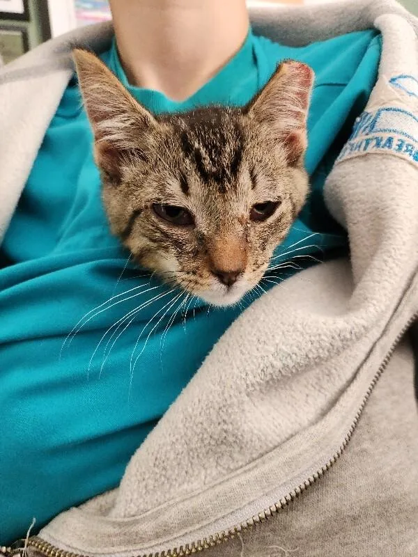 A young medium-sized male Brown / Chocolate Domestic Short Hair cat named Michigan Pothole for adoption in Grand Rapids, MI