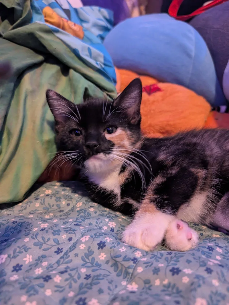 A baby medium-sized female Domestic Medium Hair cat named Wanda for adoption in Ventura, CA