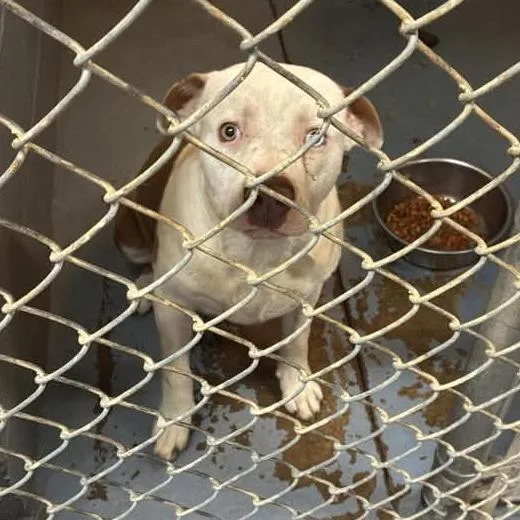 An adult medium-sized male White / Cream Mixed Breed dog named Butch for adoption in Gadsden, AL