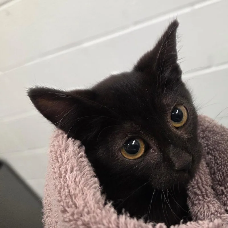 A baby small-sized female Black Domestic Short Hair cat named Pippin for adoption in Chattanooga, TN