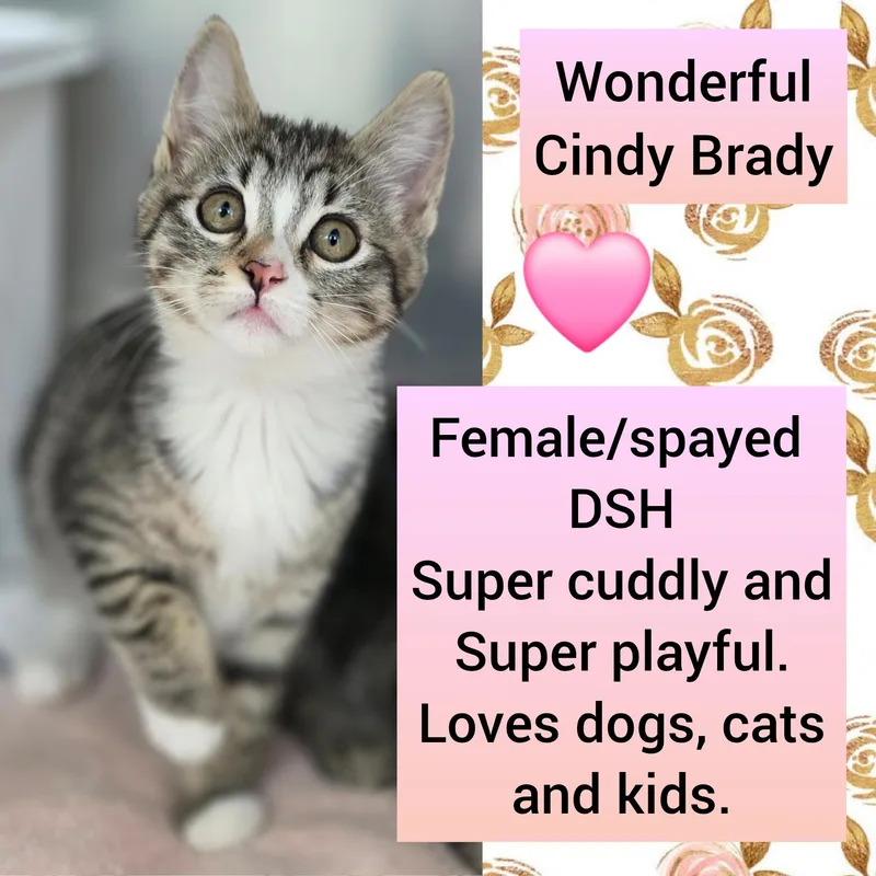 A baby medium-sized female Gray / Blue / Silver Domestic Short Hair cat named Cindy Brady for adoption in Beaverton, OR