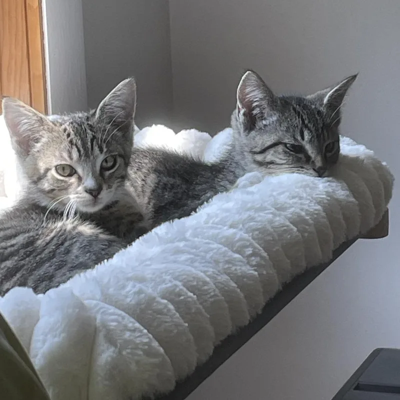 A baby small-sized male Brown / Chocolate Domestic Short Hair cat named Luffy for adoption in Hopkinton, MA