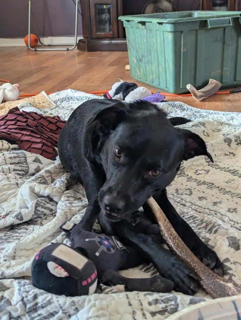 Lola In Maine thumbnail 2