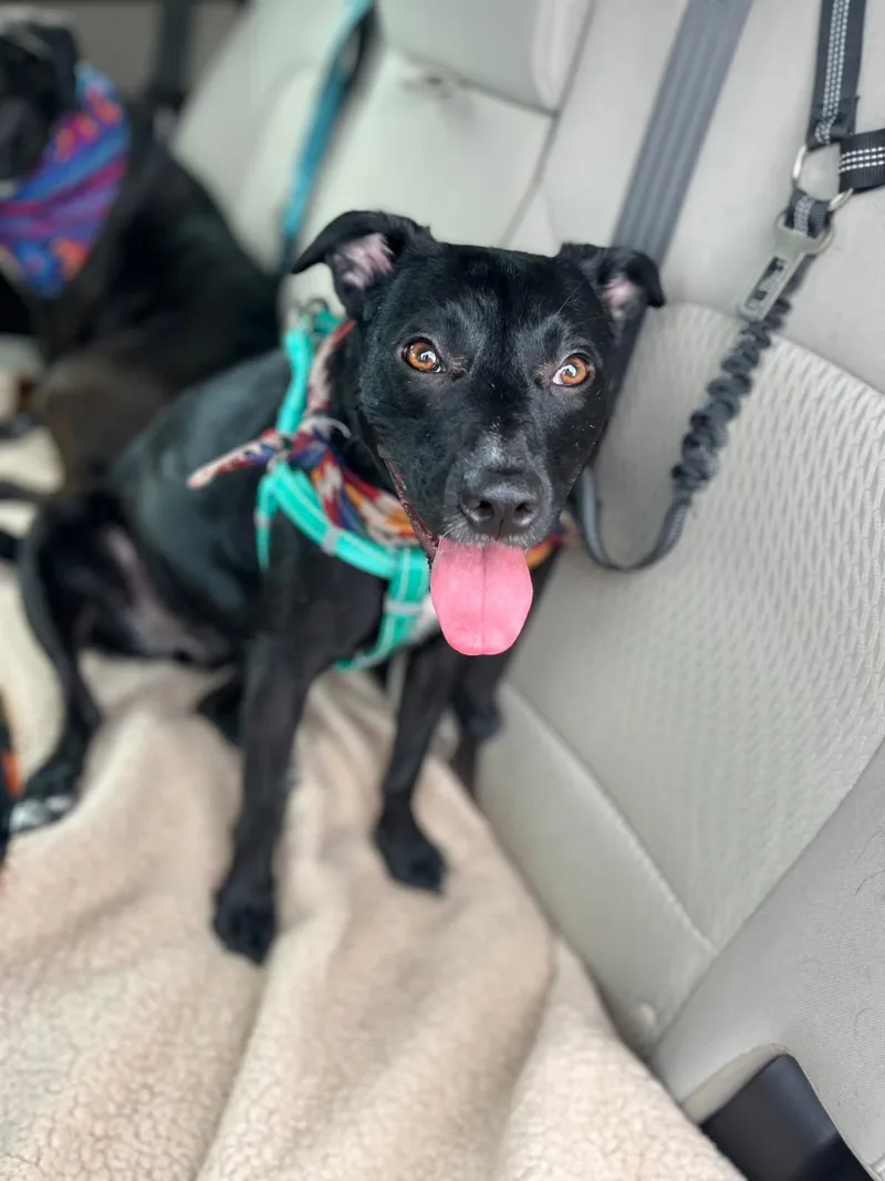 Lola In Maine thumbnail 3