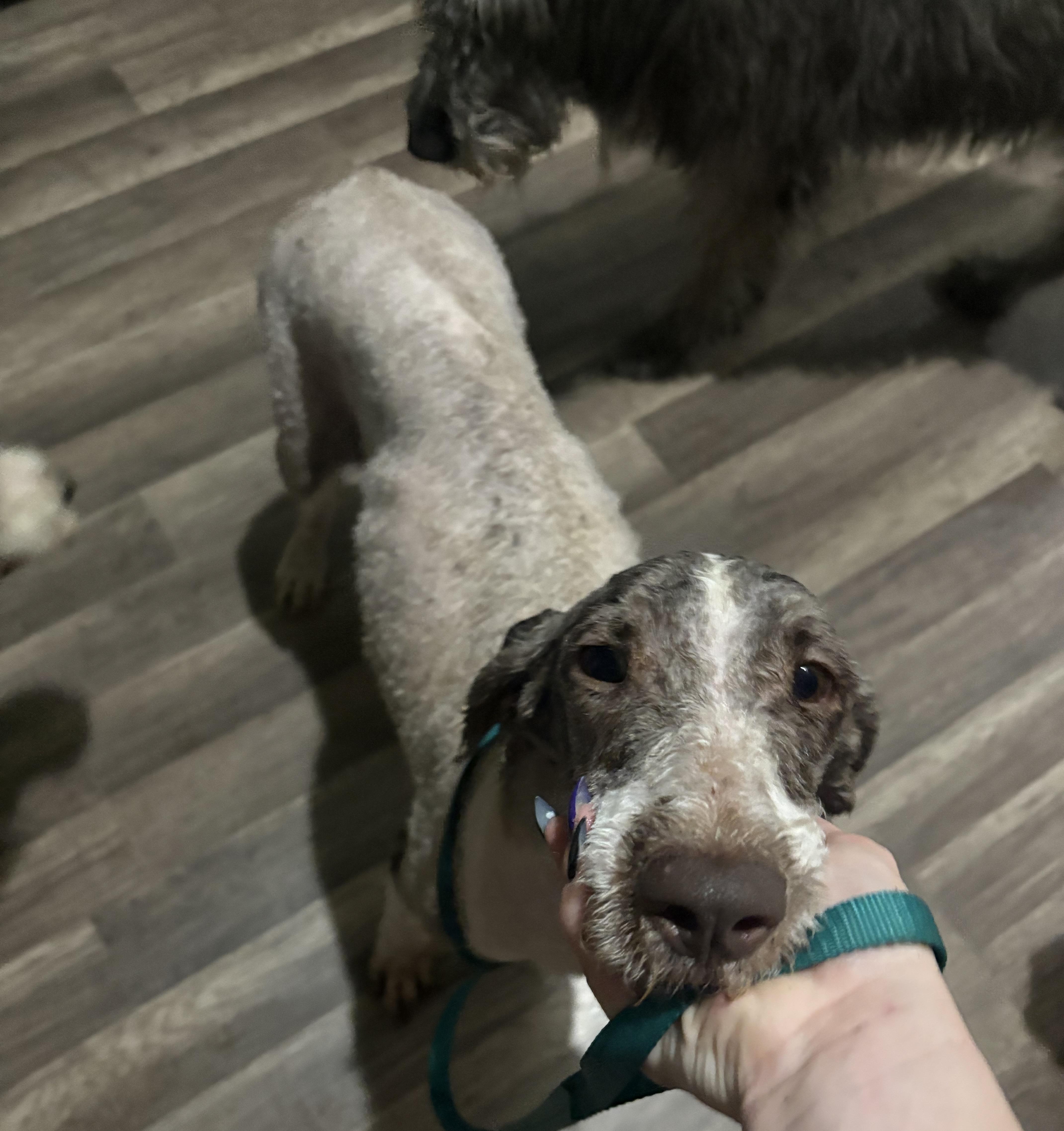 A young medium-sized female Standard Poodle dog named Pinata for adoption in Fosters, AL