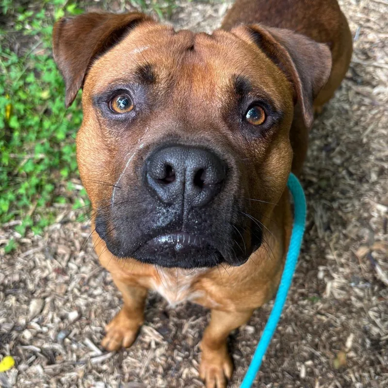 An adult small-sized male Red / Chestnut / Orange Terrier dog named HubbaBubba for adoption in Chattanooga, TN