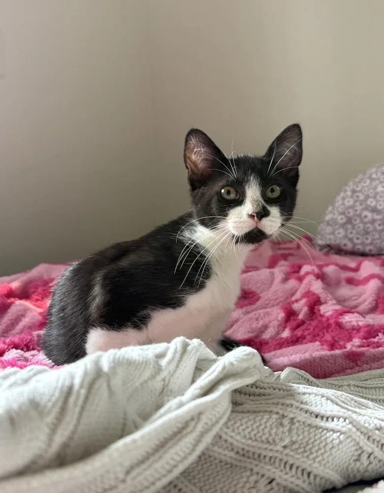 A baby small-sized male Domestic Short Hair cat named Lance for adoption in Ferndale, MI