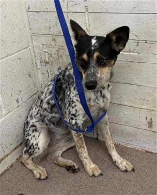 A young small-sized female Australian Cattle Dog / Blue Heeler dog named Marnie for adoption in San Bernardino, CA