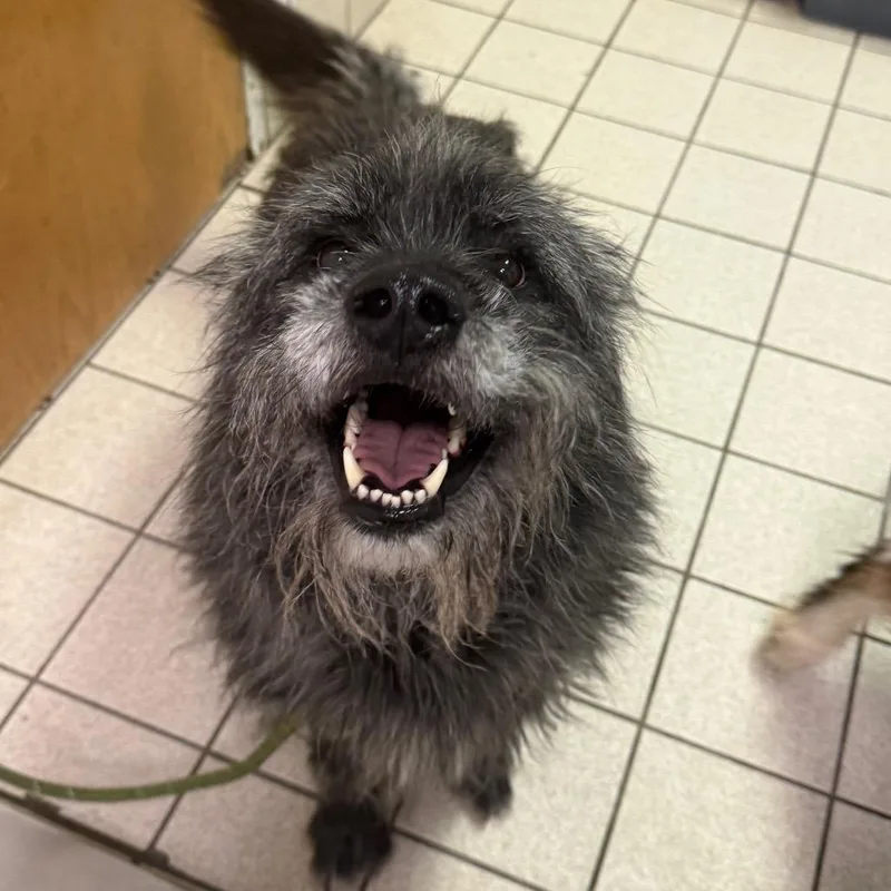 An adult medium-sized male Gray / Blue / Silver Mixed Breed dog named Gumball for adoption in Charleston, WV