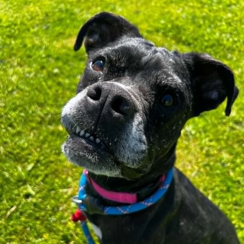 An adult medium-sized female Brindle Pit Bull Terrier dog named Gypsy for adoption in Ballston Spa, NY