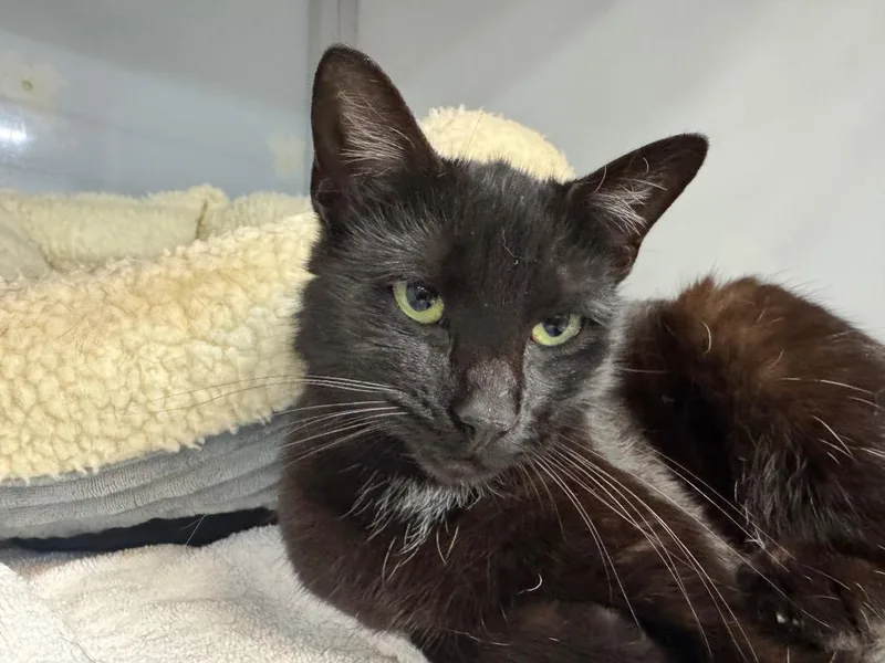 A baby medium-sized female Domestic Short Hair cat named Belfast for adoption in Raleigh, NC