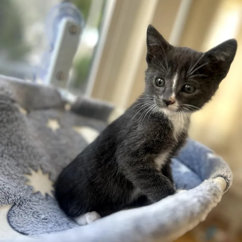 A baby small-sized male Gray / Blue / Silver Domestic Short Hair cat named Everest for adoption in Long Beach, CA